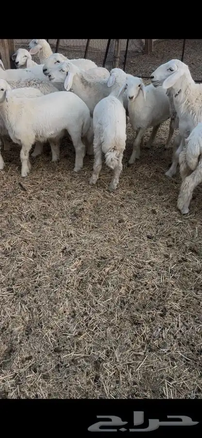 غرفه شينكو للبيع 0