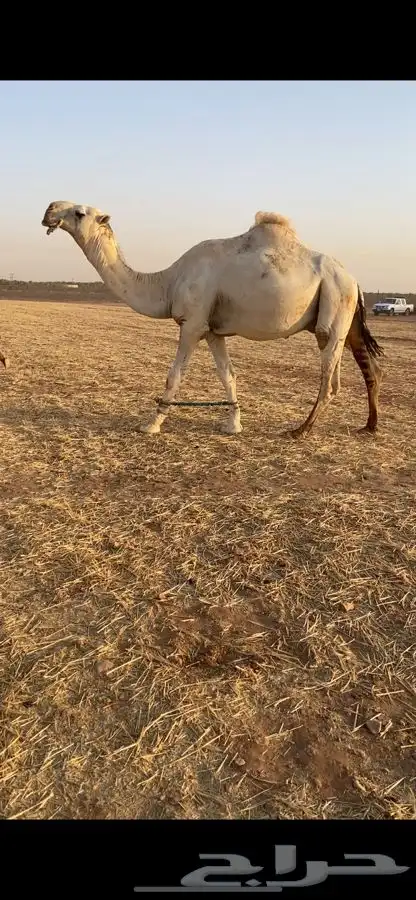 بعير فحل 3