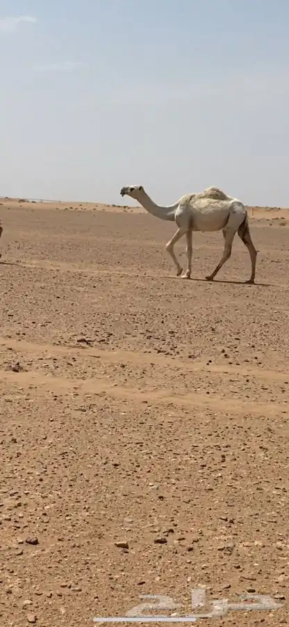 بعير فحل 1