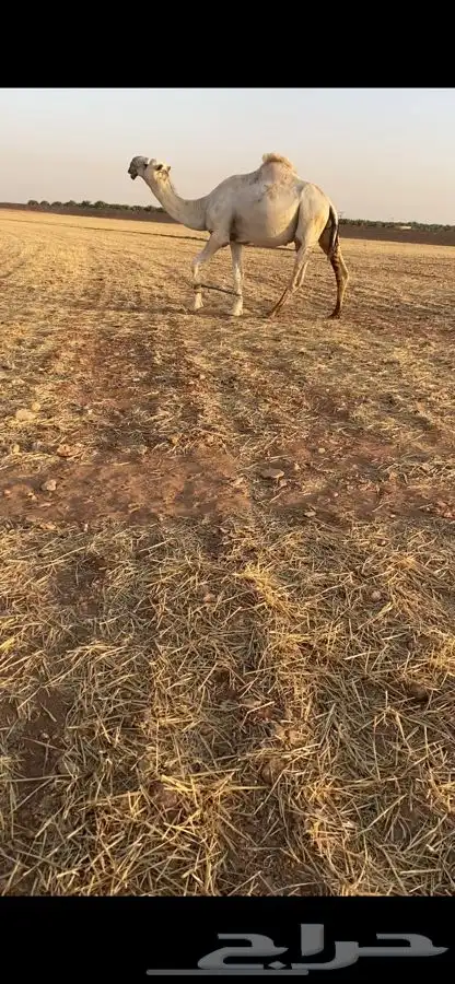 بعير فحل 2