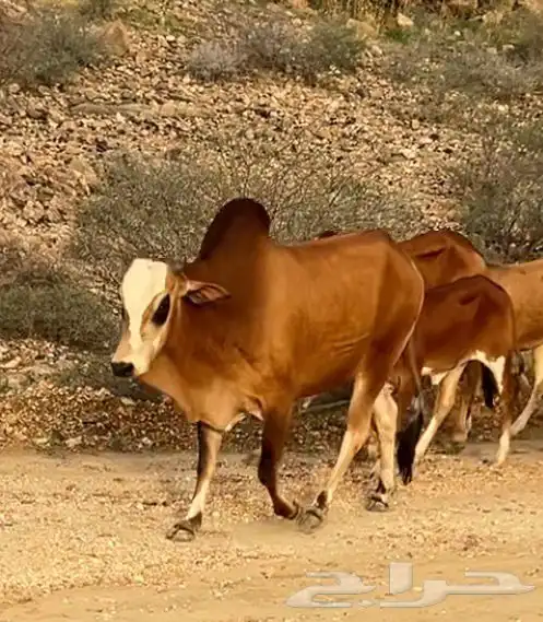 ثور فحل مشروط 0