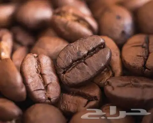 كوفي للتقبيل في كامل معداته 0