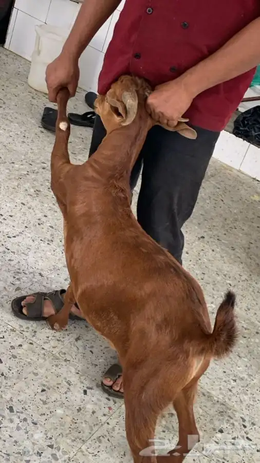 ذبايح مزرعة مرابي عسير 1