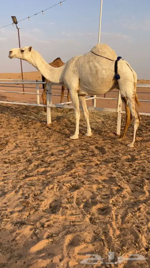 ناقة ضريبه رباع 0