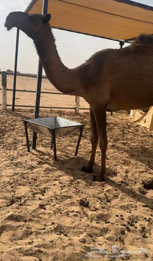 بكره صفرا حقه 1