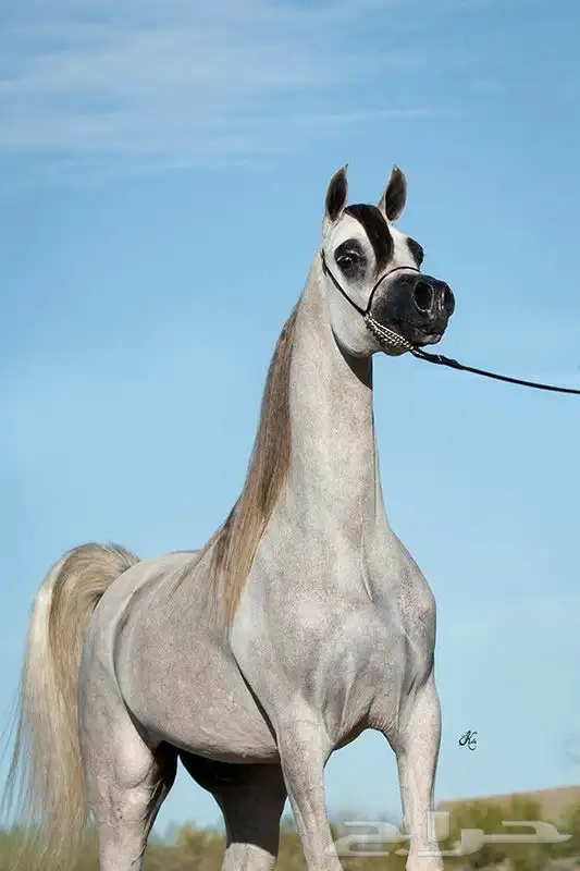 هاوي وودك تتعلم على كل مايخص الخيل ادخل 0
