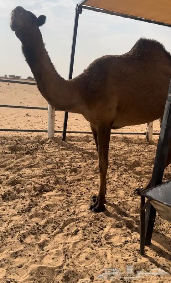 بكره صفرا حقه 2