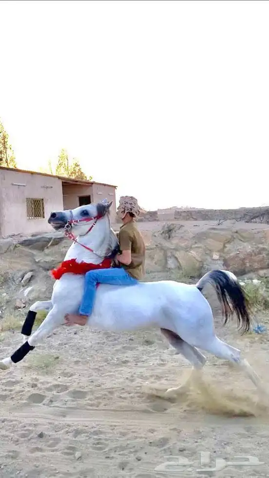 حصان رفيع وجبر 4