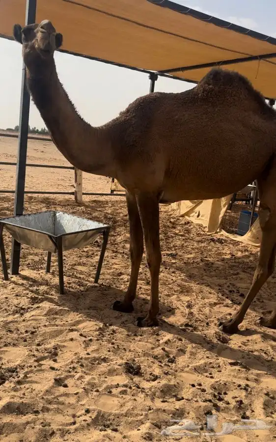 بكره صفرا حقه 0