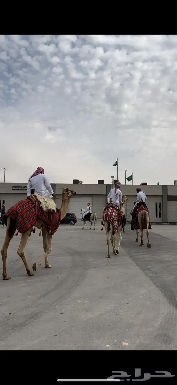 تاجير خيول وإبل مؤسسة سعوديه 1