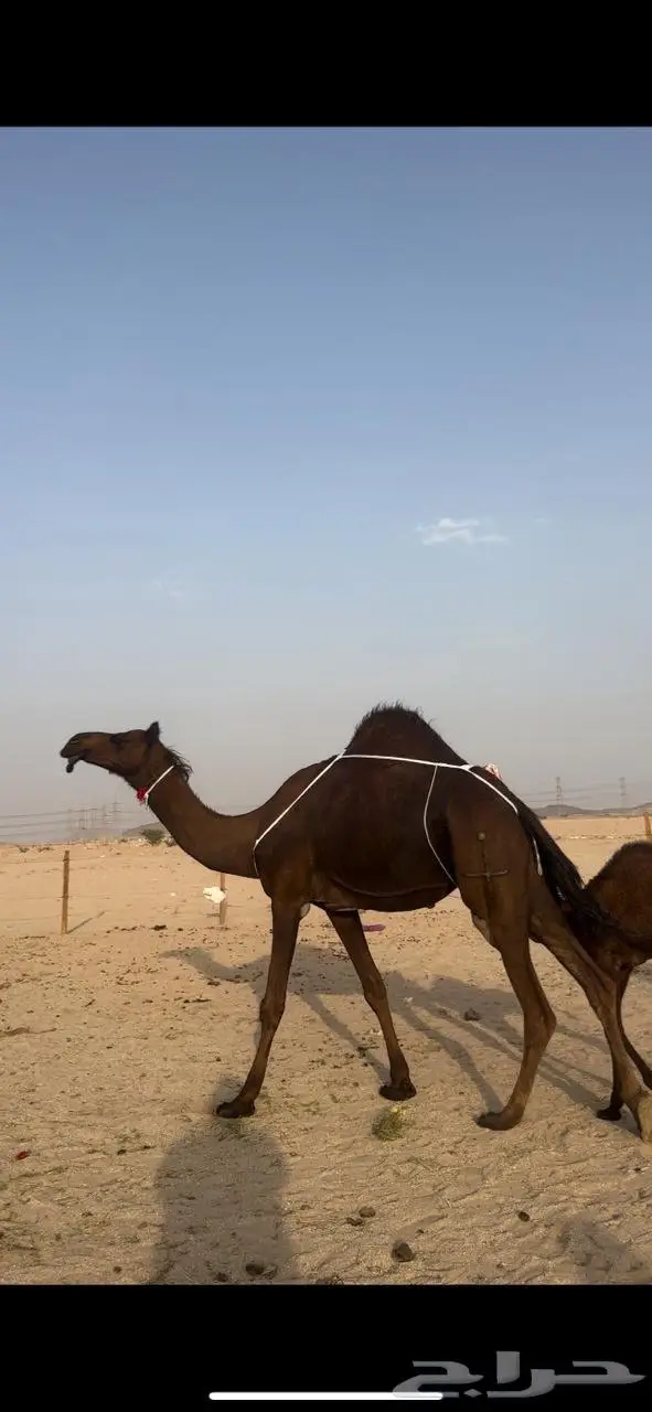 خلفه حمراء دم رقم واحد في الحليب 8