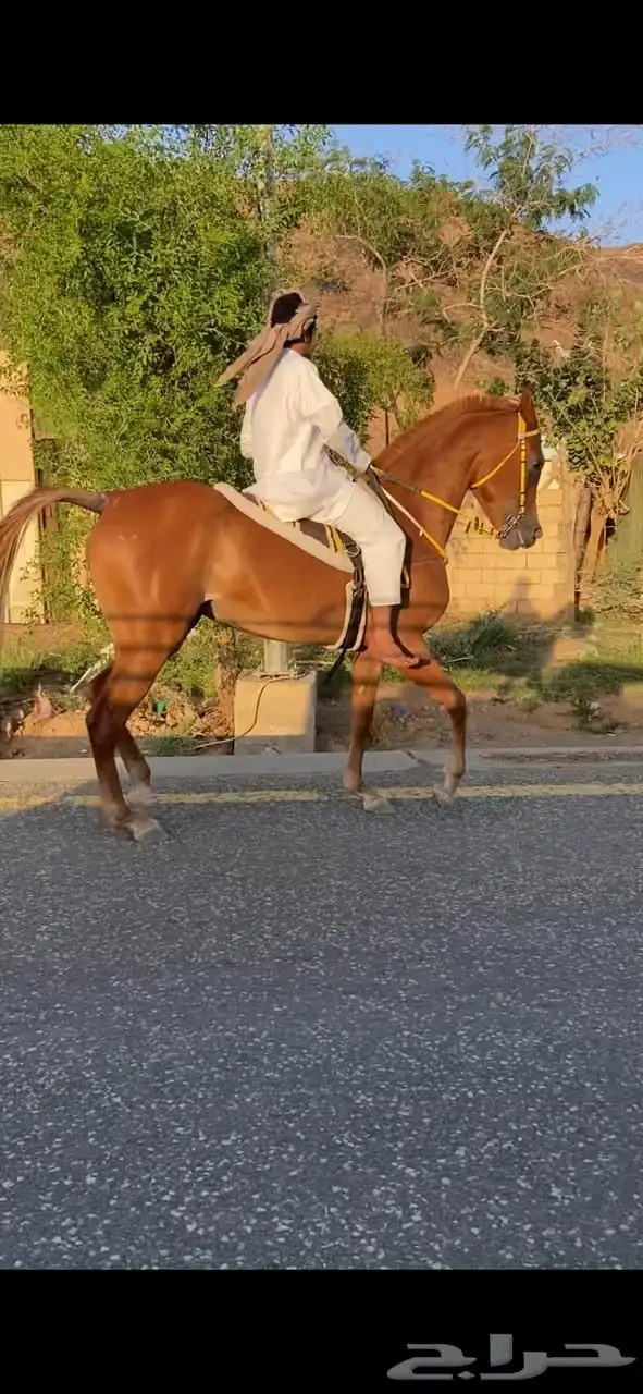 فرس شعبية منوه القاني 1