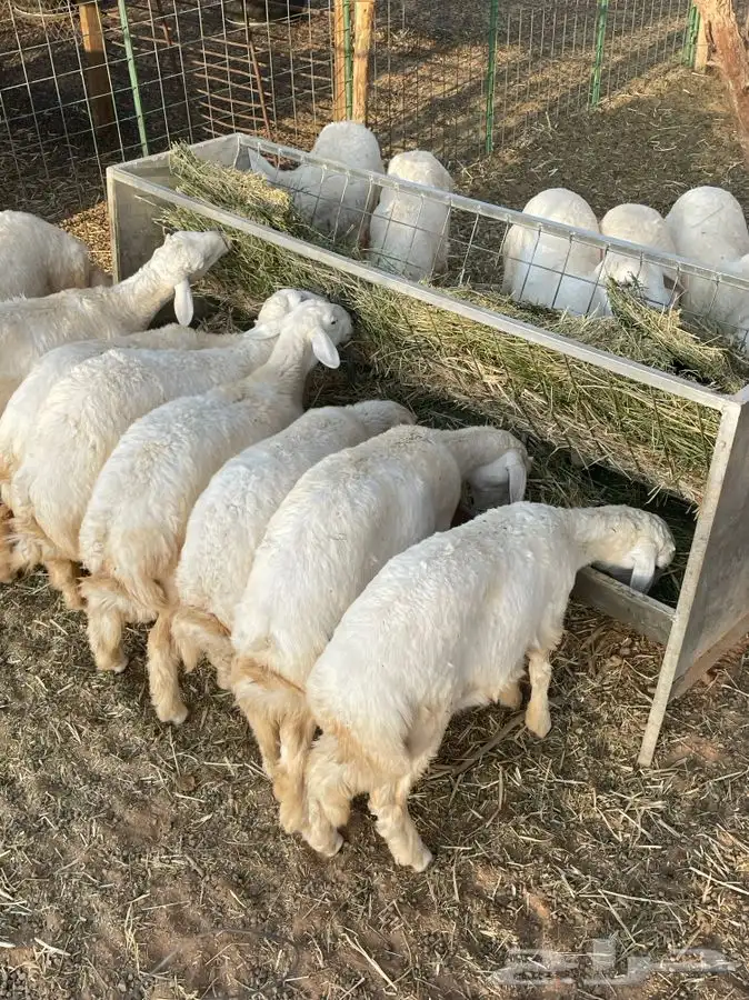 طليان حريات طيبات 4