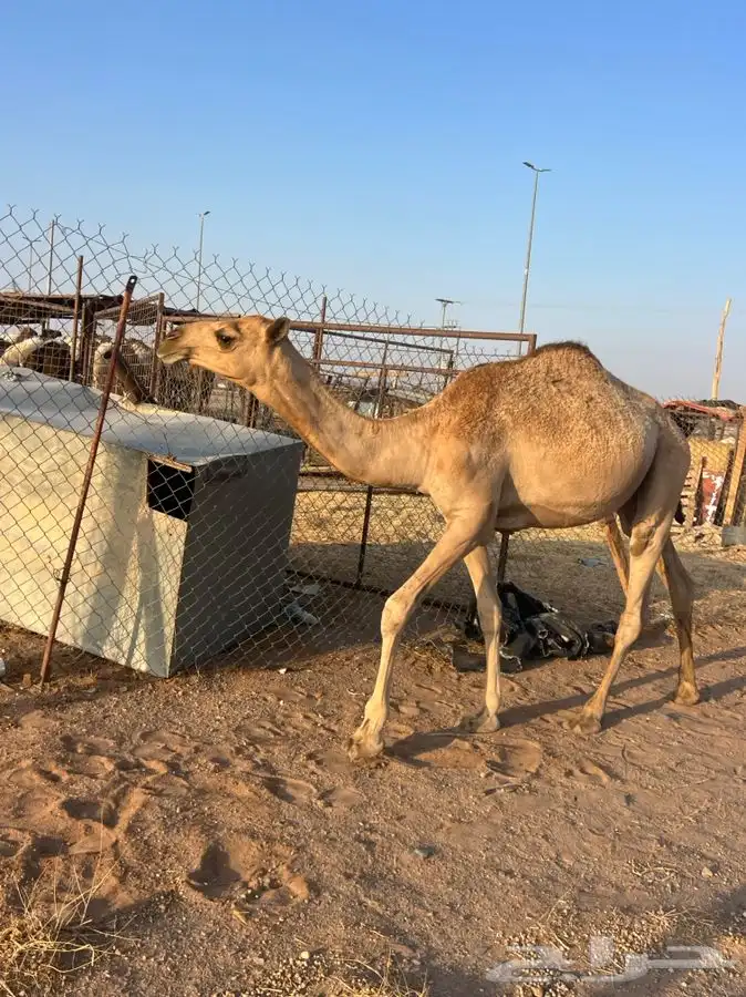 تم البيع الله يبارك الشاري 0