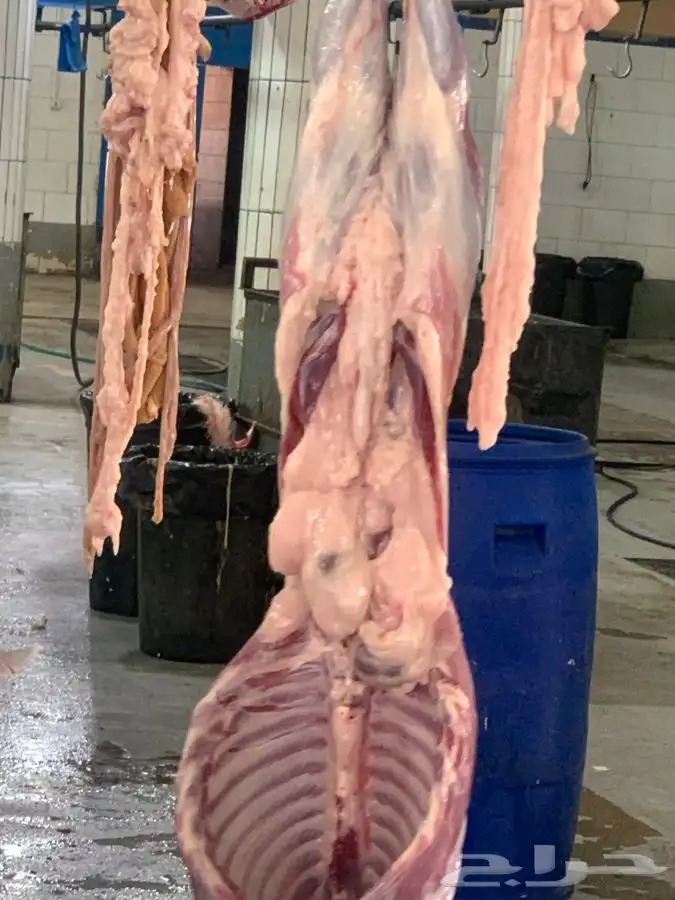 ذبايح مزرعة مرابي عسير 7