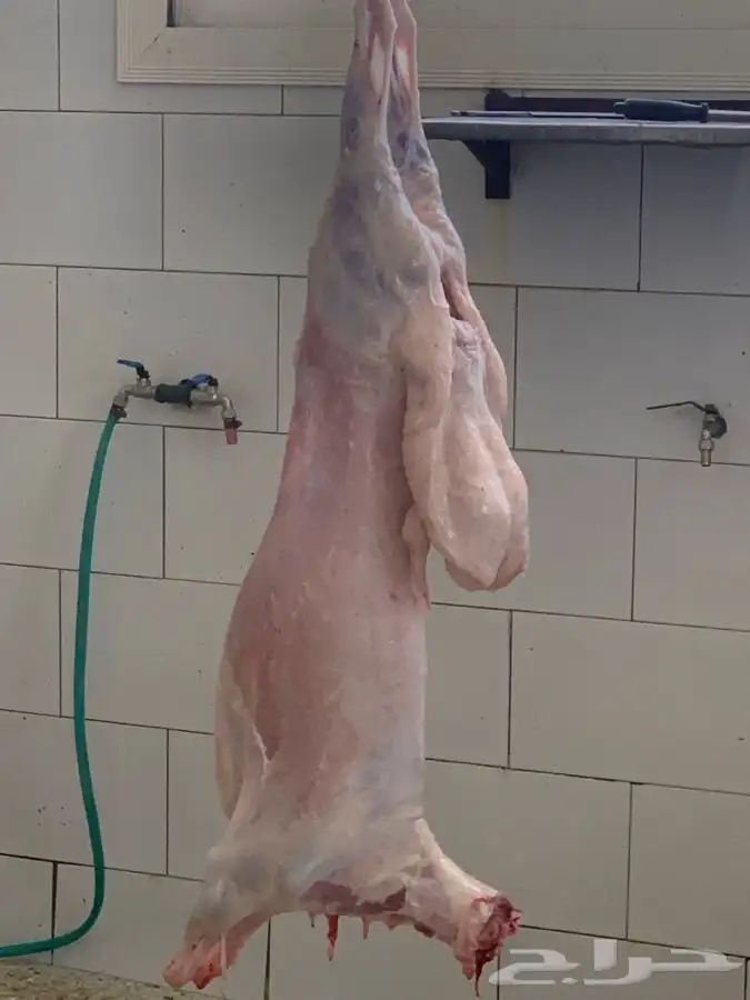 ذبايح مزرعة مرابي عسير 19