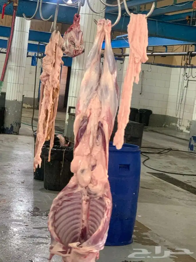 ذبايح مزرعة مرابي عسير 8