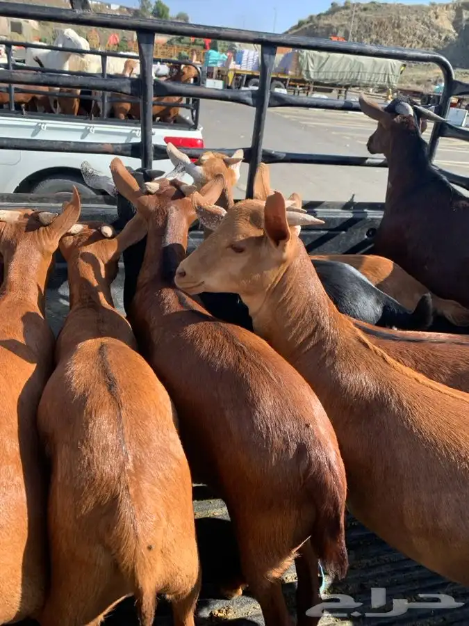 ذبايح مزرعة مرابي عسير 11