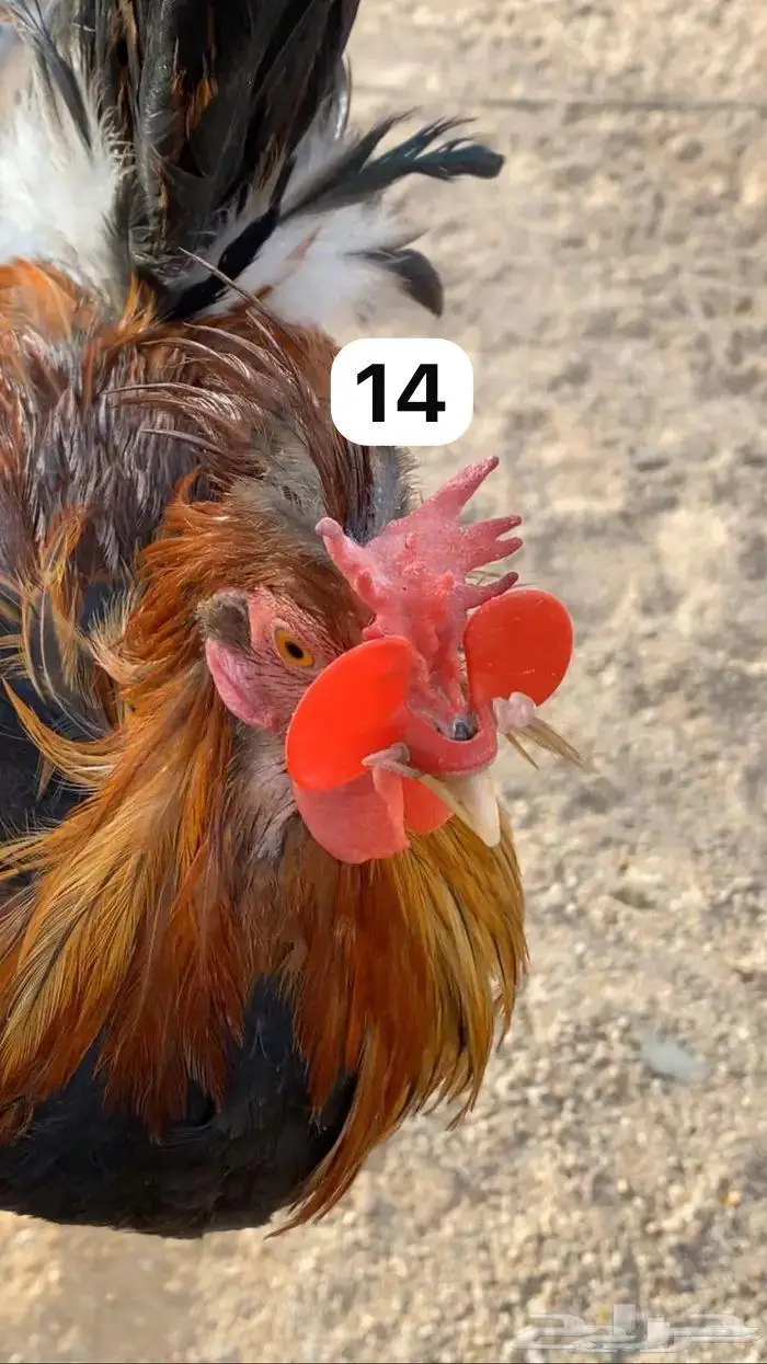ديك عربي افرق 0