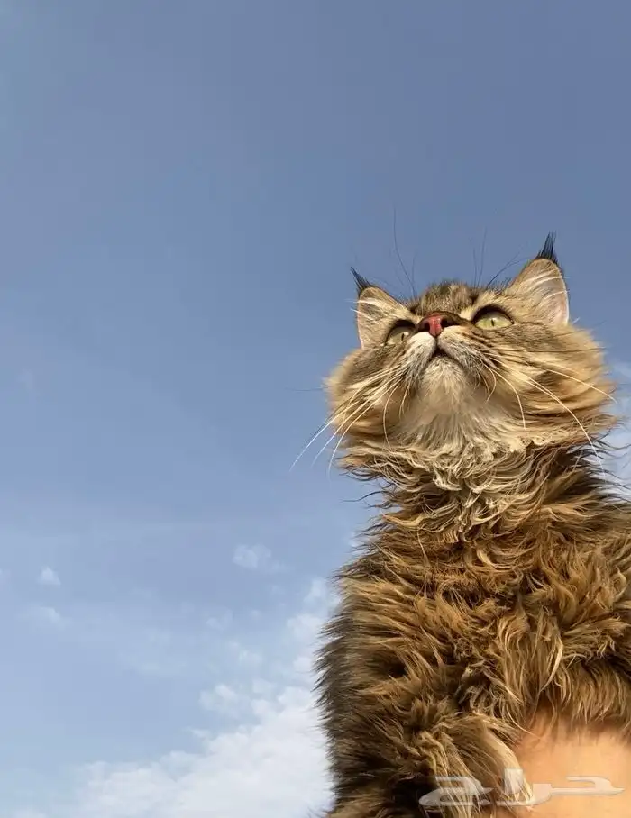 قط طالب تزاوج 2