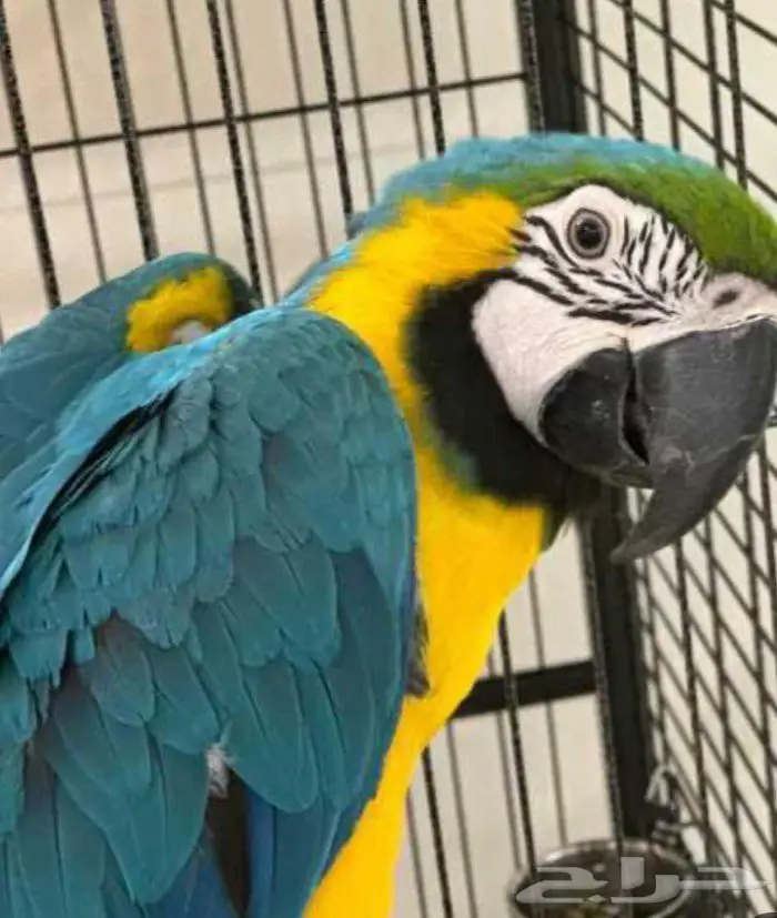 ببغاء مكاو المدينه المنوره 0