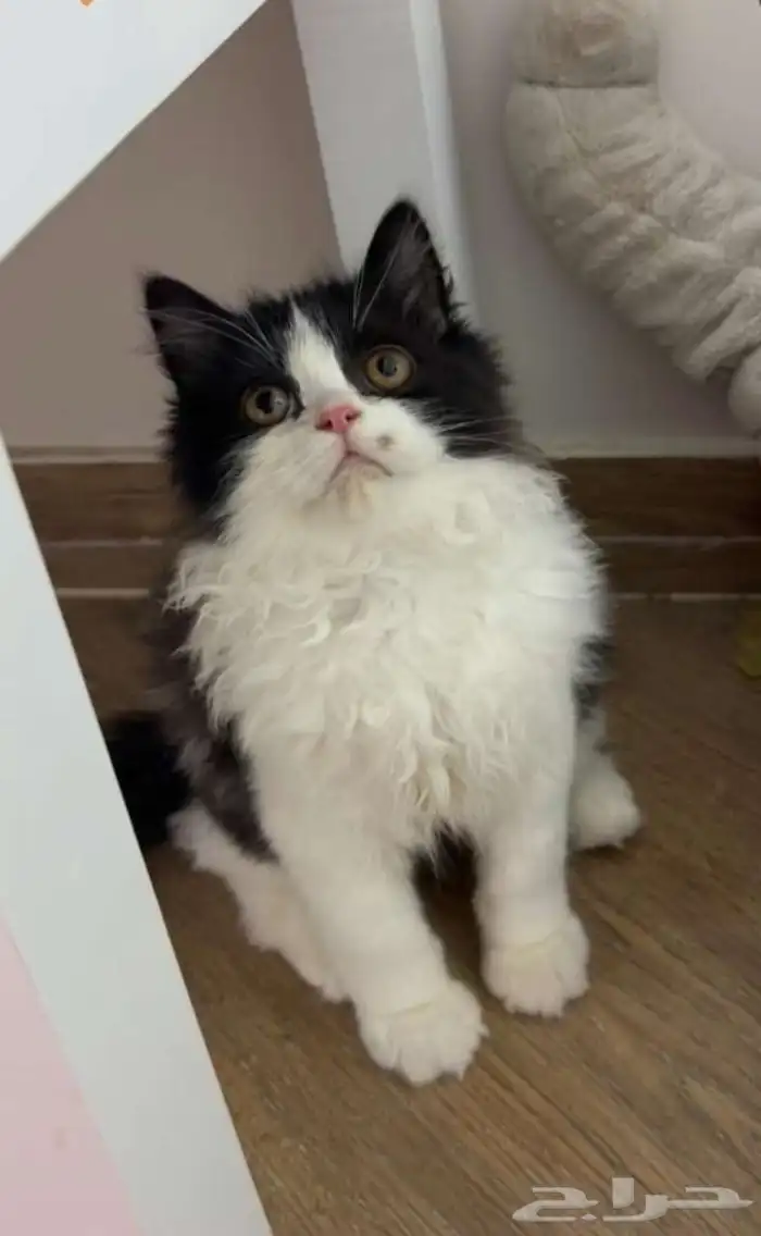 ذكر عنده كرت تطعيم مستلزمات صحن أكل صحن مويه ولتربوكس سعر 0