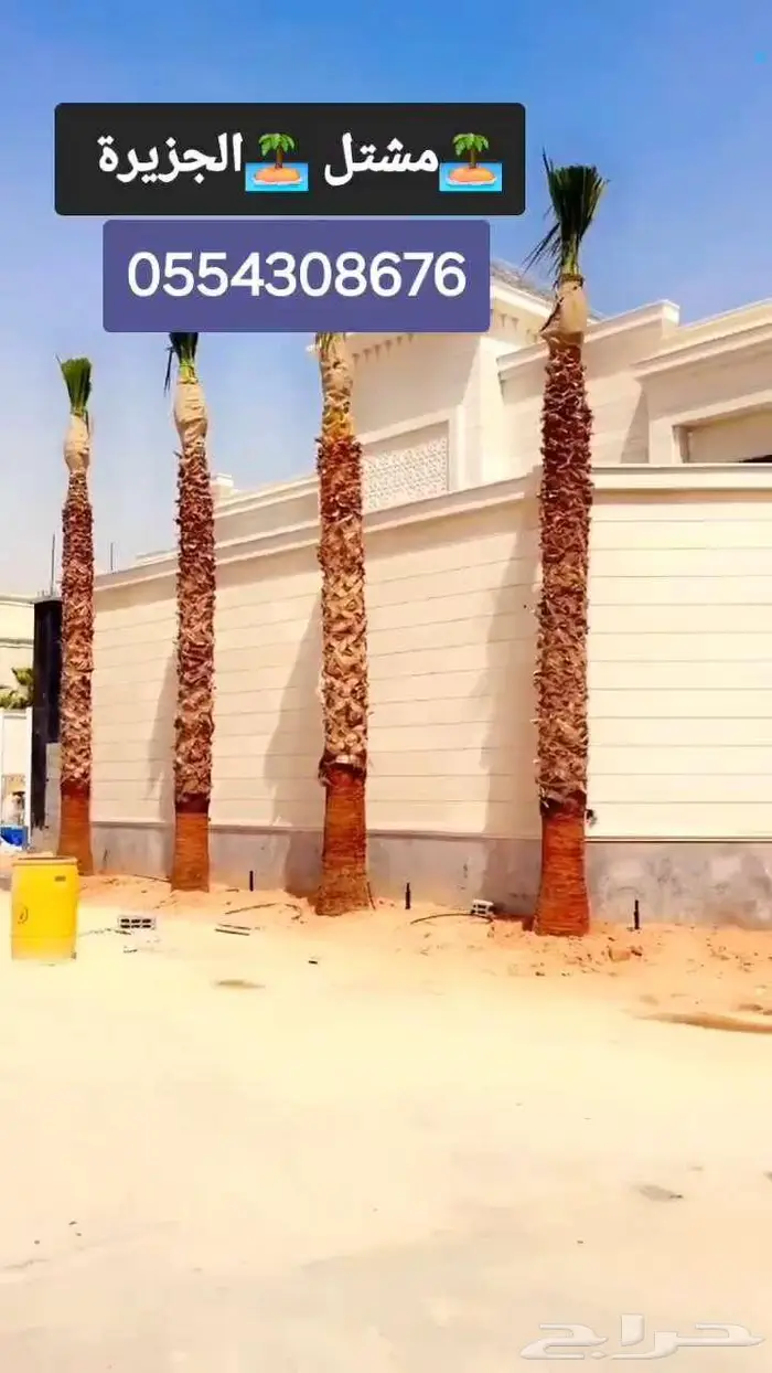 نخل واشنطني للبيع 3