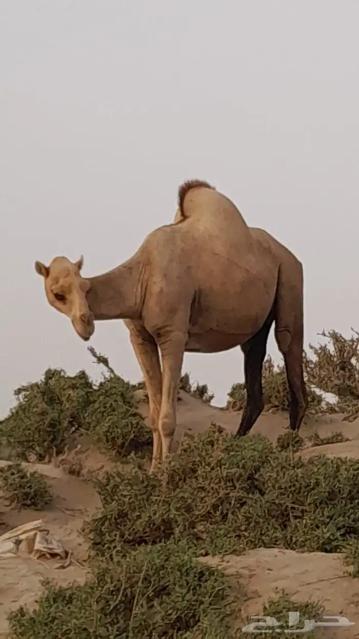 ابل اوارك مداني للبيع 2