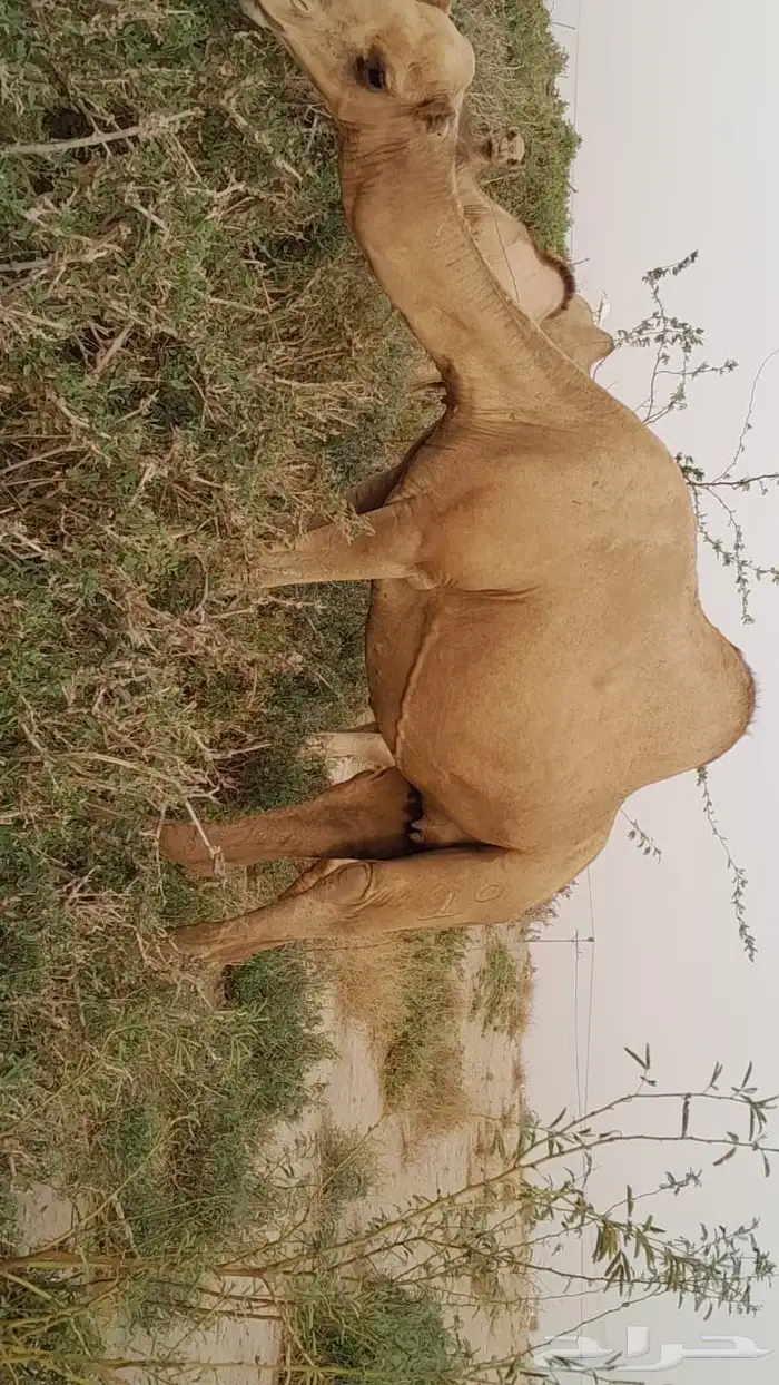 ابل اوارك مداني للبيع 0