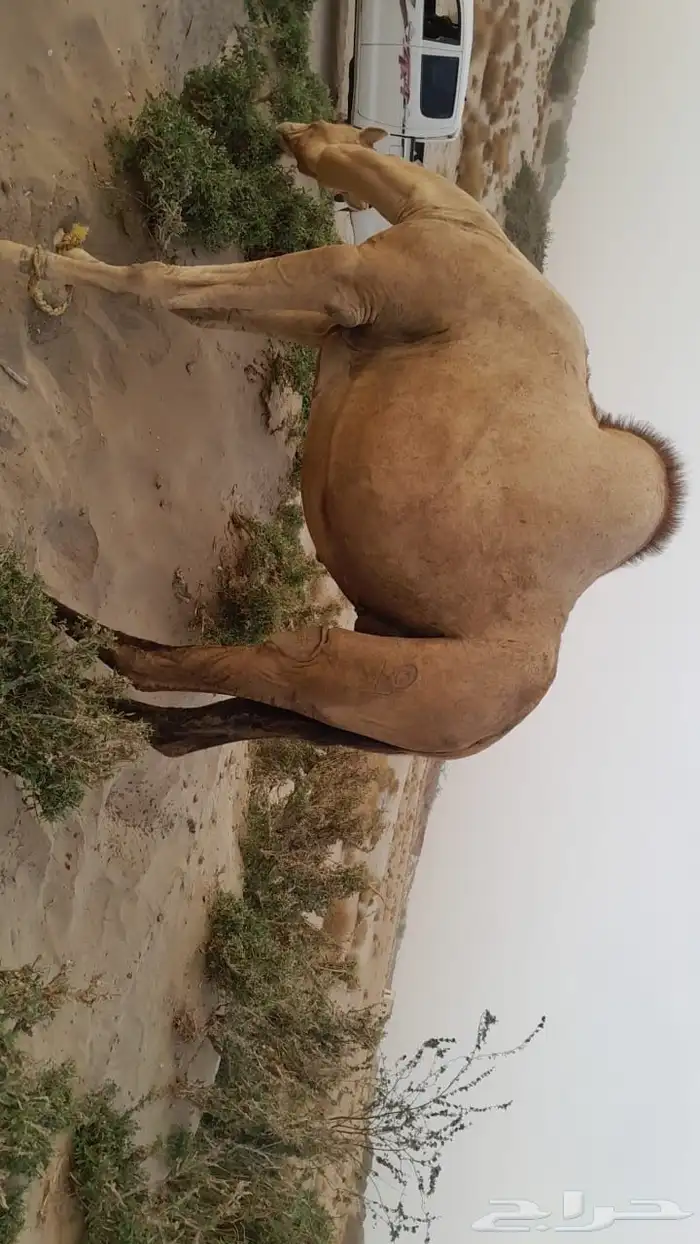 ابل اوارك مداني للبيع 1