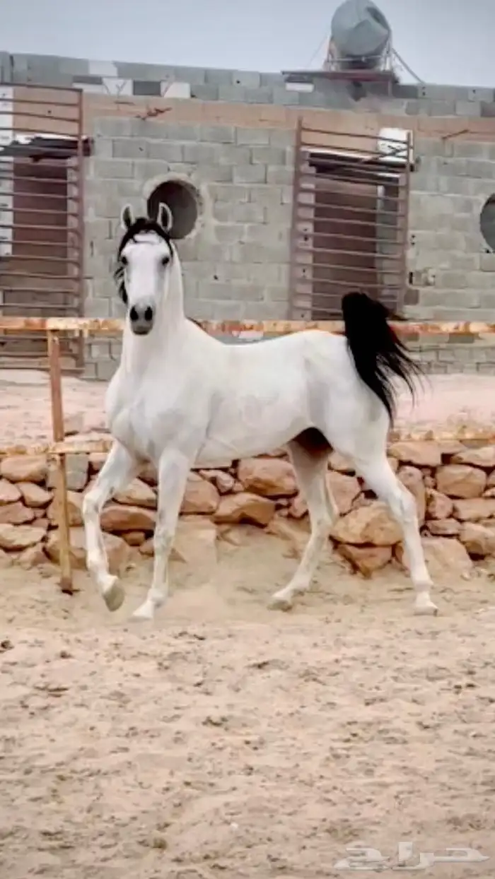 حصان رفيع وجبر 3