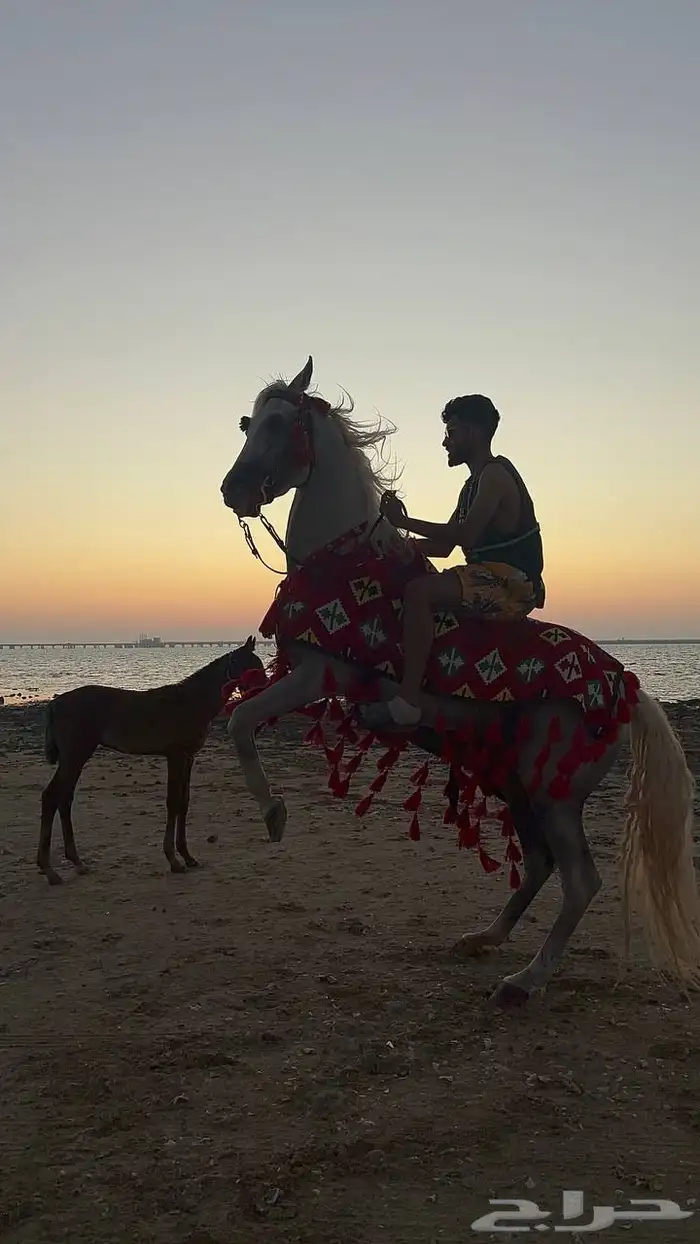 فرس شعبيه شيخه للبيع 2