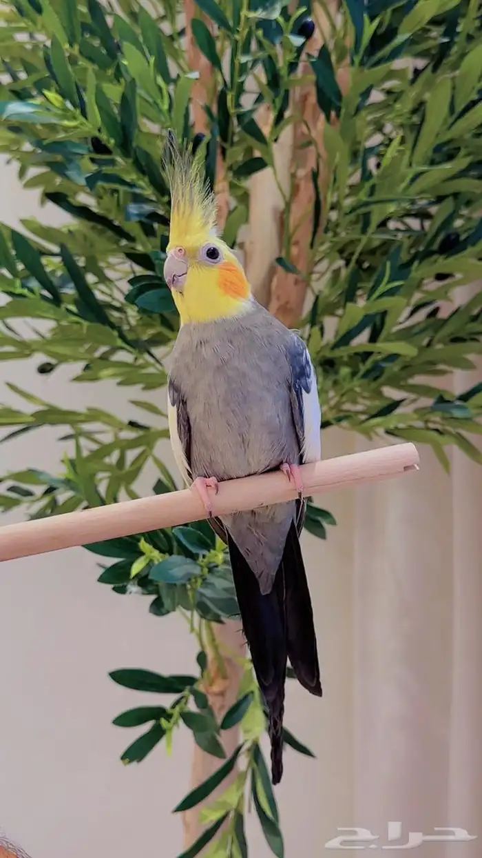 كروان ربع ولافة مناسب للإنتاج 0