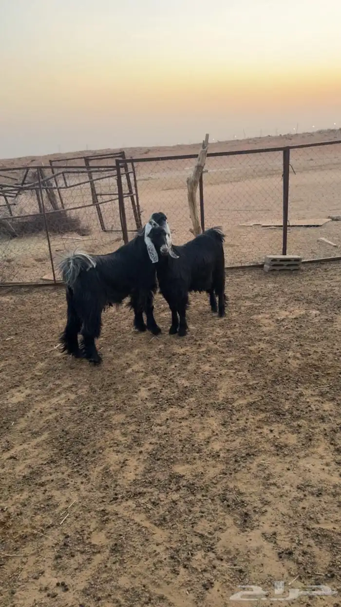 تيوس عوارض صنف واجروم واحد بقرون وواحد اجم بدون قرون 0