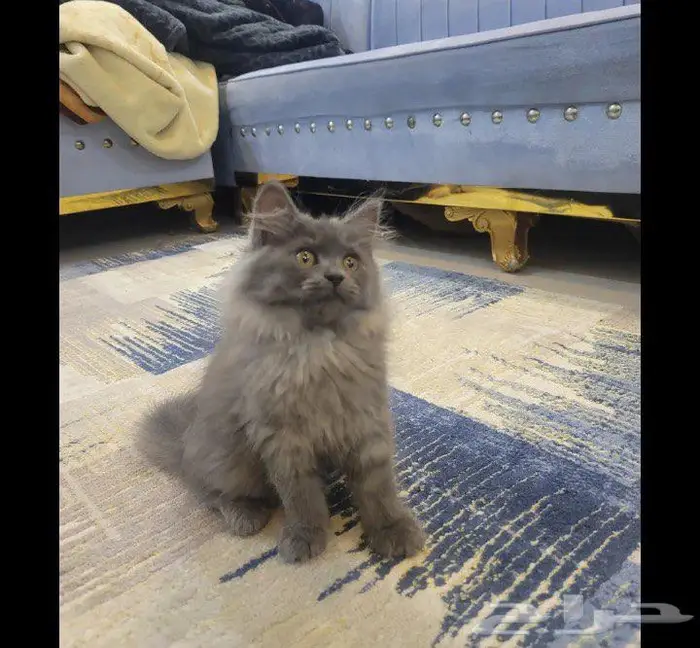 للتبني قطة لون رصاصي صغيرة في السن و حبوبة 0