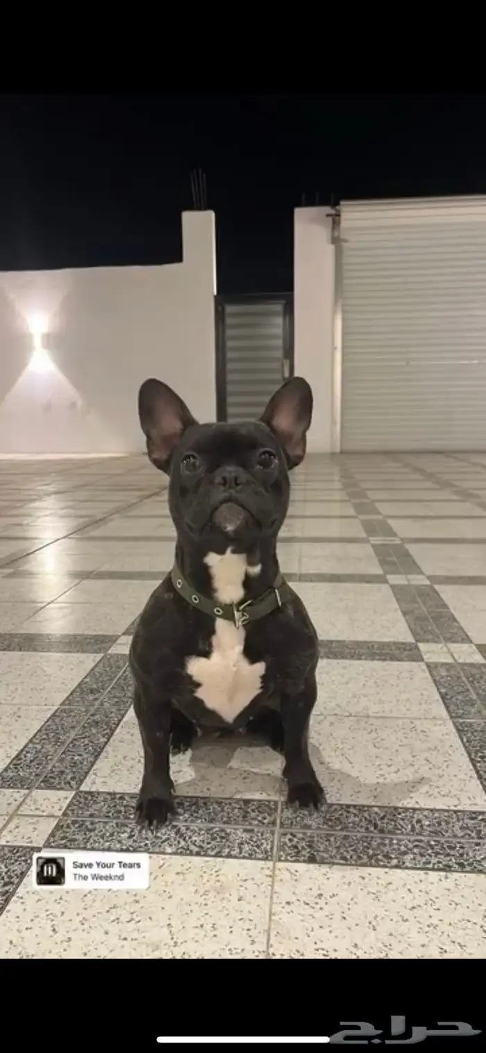 للبيع كلب فرنش بول دوق french bull dog 0