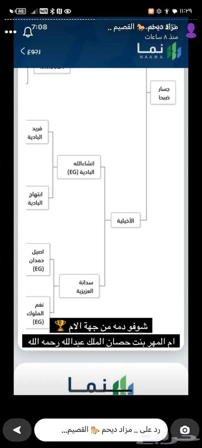 حصان واهو فاخر حفيد مروان الشقب 3