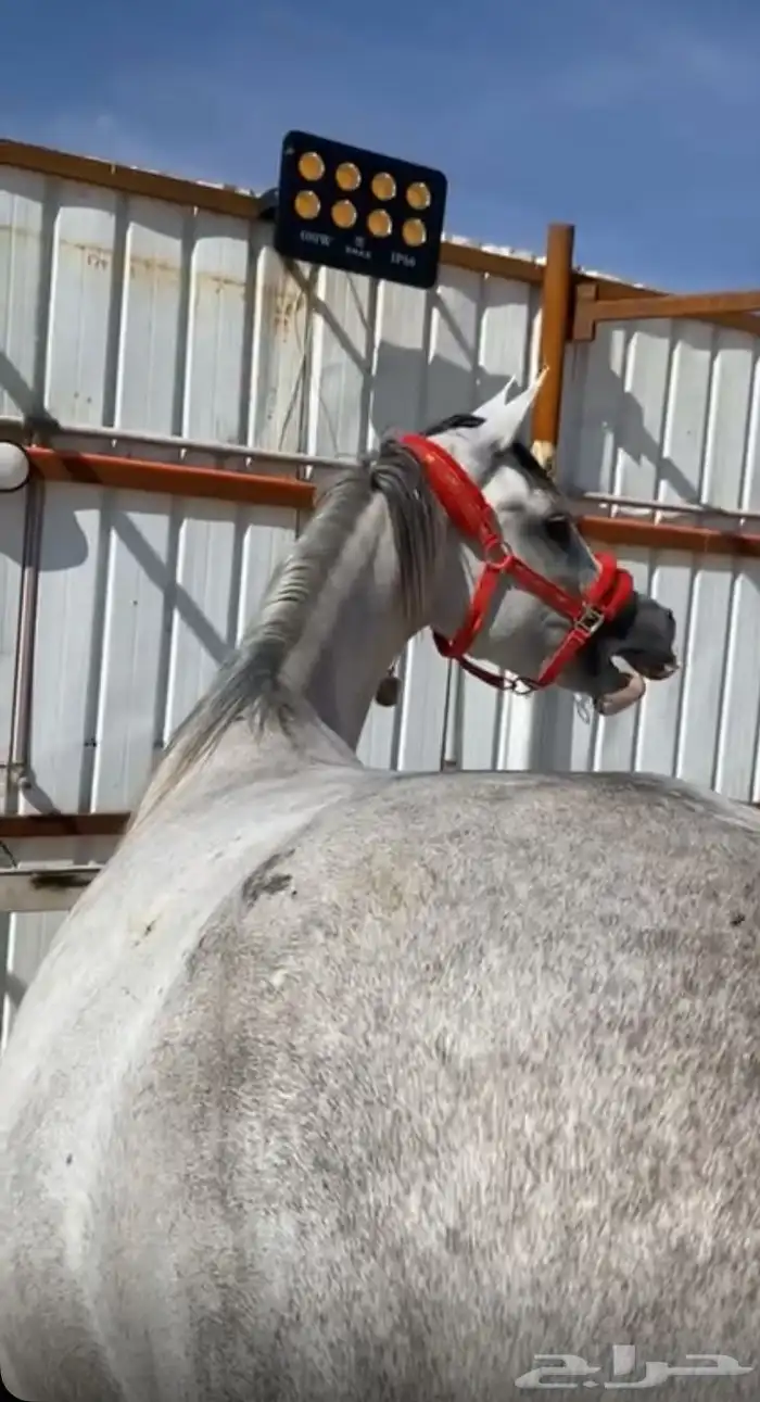 فرس كفو اللبيع سمح سلامة شرط توها مشباه الحاله شرط العمر 4 2