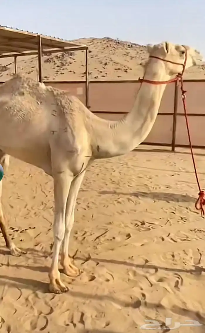 الأب شاهين ابن حوت 1