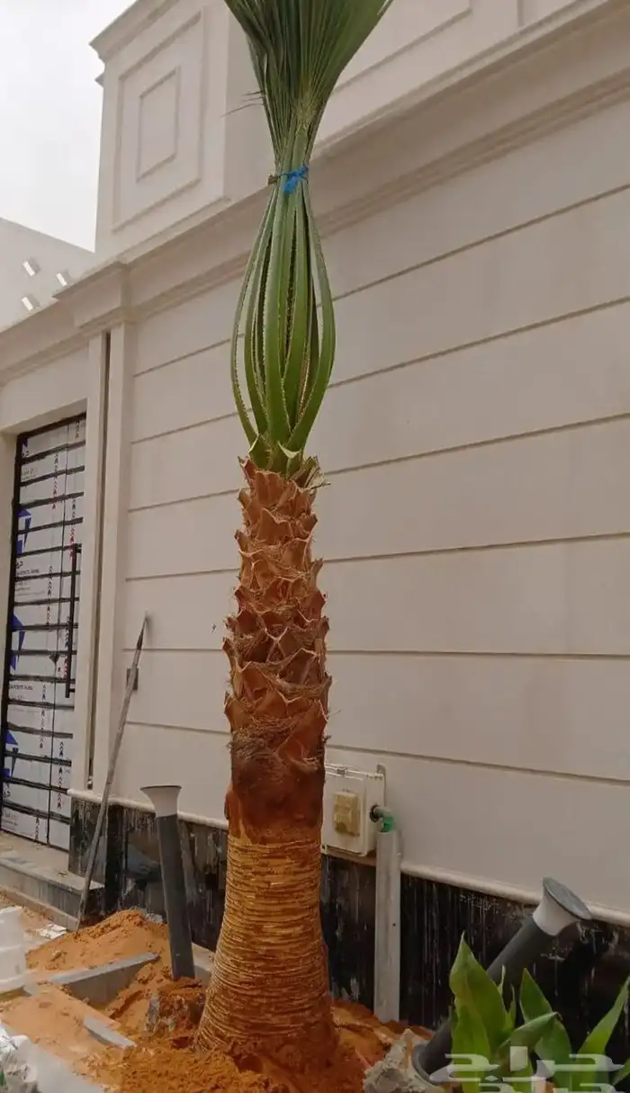 نخيل واشنطونيا للبيع بجميع انواع المقاسات 0