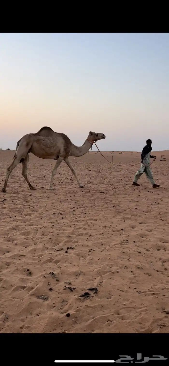 للبيع رحول 1