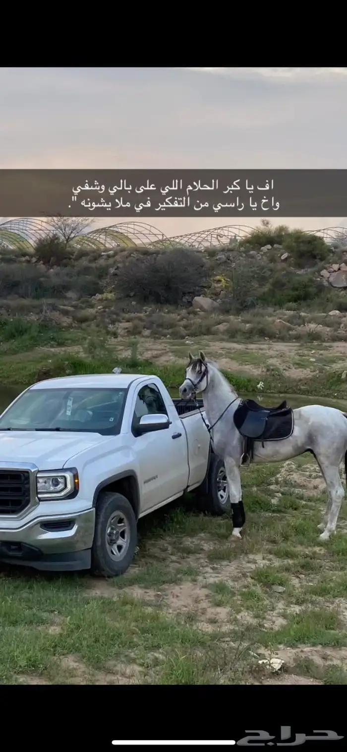 حصان رفيع وجبر 2