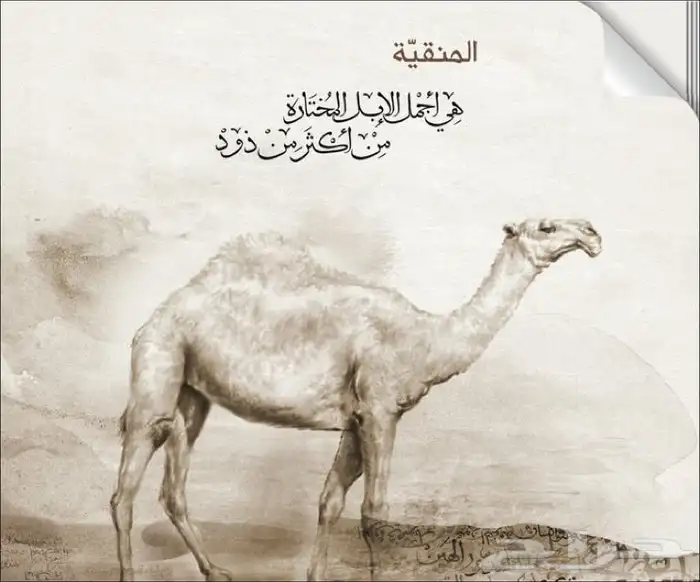 ديوان المنقية للأمير خالد الفيصل 5