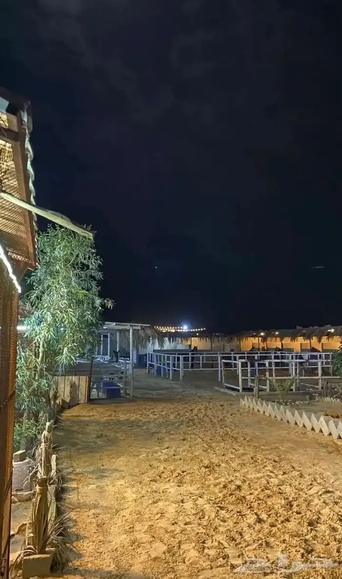 ايواء خيل بريده 0