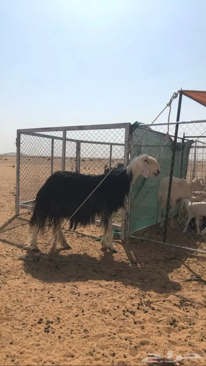 شاة نجدية طيبه معها رخل 0