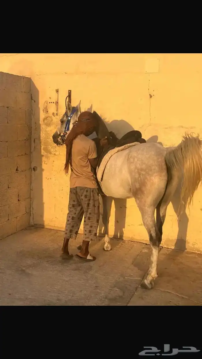 مزاد خيل اكتروني عبر الوتساب وحقق 300بيع بفضل الله وشكراه 6