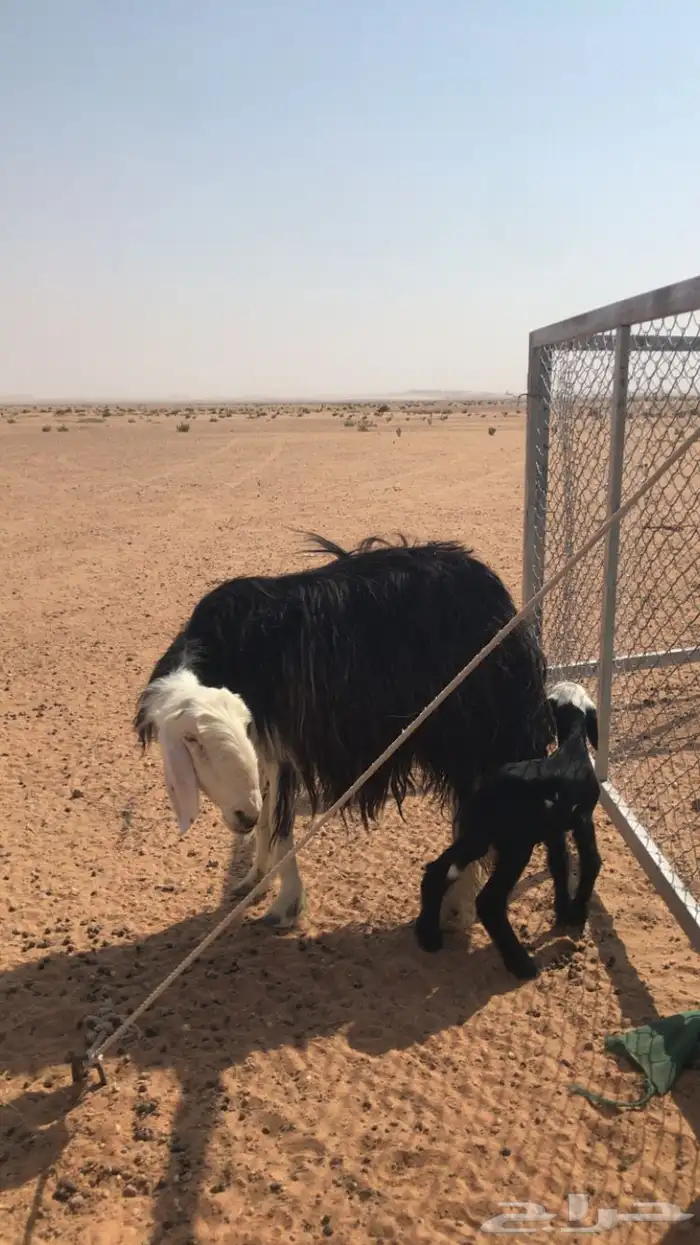 شاة نجدية طيبه معها رخل 1