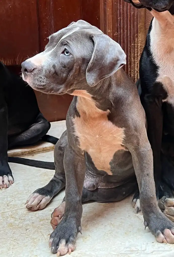 جراوي بيتبول 2