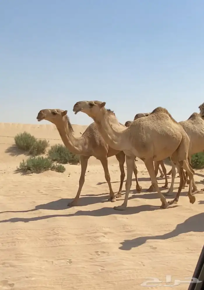 ذود ابل شقح ككفو اشباب وطيبه للبيع 10