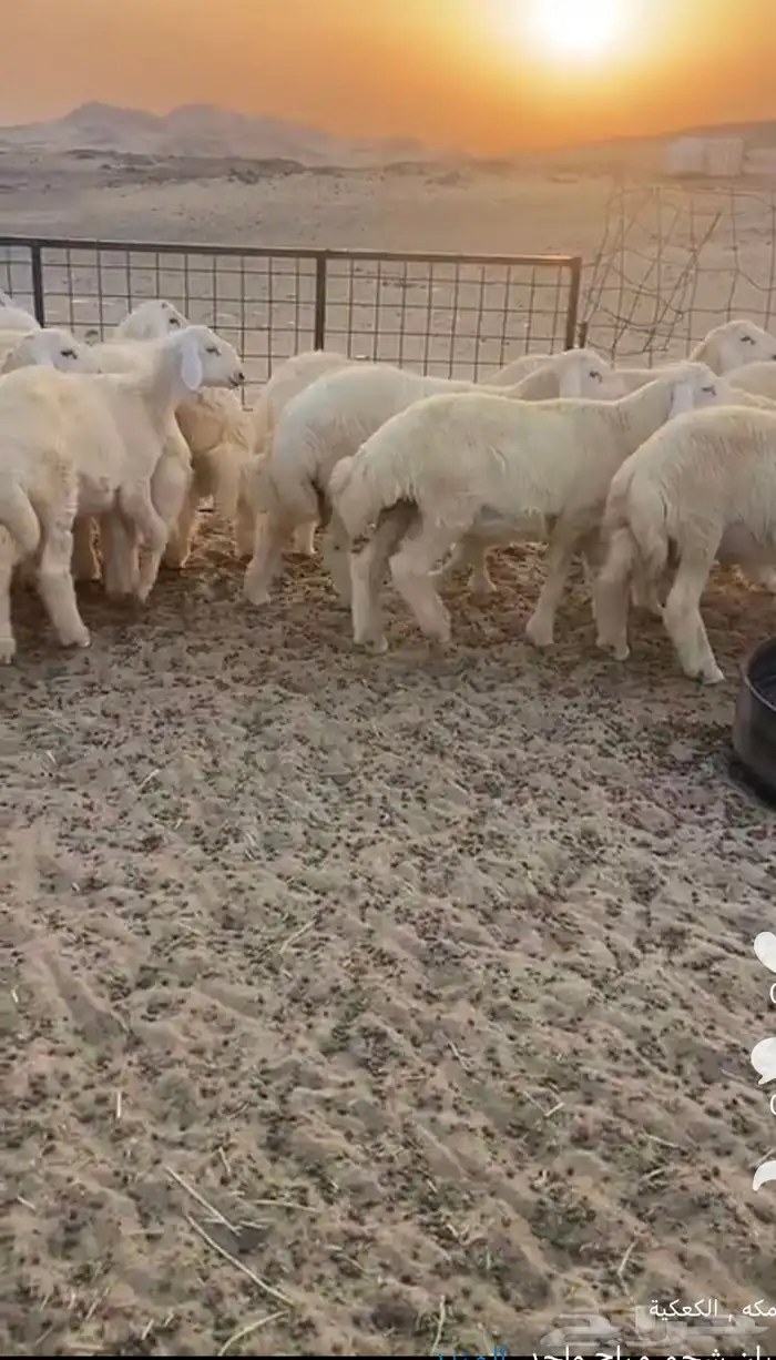 طليان شحم مراح واحد 0